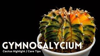 Gymnocalycium Cactus Care and Collection Tour