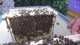 малоформатный улей 54 на пасеке - первые двое суток после охлаждения пчел