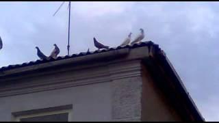 летные голуби Дагестана Буйнакска Расула Дагестанские голуби летные голуби Буйнакские голуби