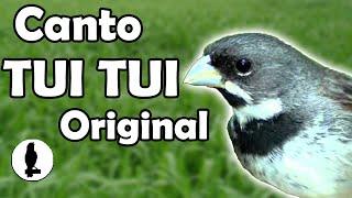 CANTO COLEIRO TUI TUI PURO ORIGINAL #CANTODASAVES