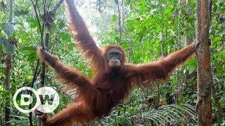 Orang-Utan Schulen auf Sumatra - Aus dem Käfig in den Dschungel  DW Deutsch