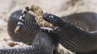 Королевская змея – пожиратель самых ядовитых сородичей Настоящий кошмар гремучих змей