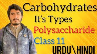 Carbohydrates Polysaccharides Function of Carbohydrates in Class 11