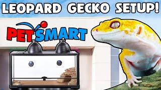 Leopard Gecko Setup for Beginners