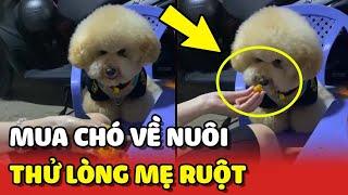 Cô gái mua chó POODLE về nuôi để thử lòng mẹ ai dè nó thành CON RUỘT của mẹ luôn   Yêu Lu