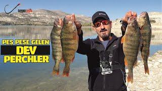 Fishing  Trophy Perchler  An Action-Packed Fishing From Start to End  Perch Fishing