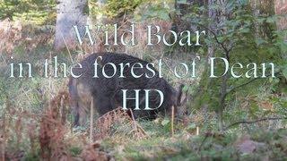 Film Watching Wild Boar in forest of Dean- Alex Sally-Cinderford Coleford Roe deer