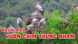 Khám phá vườn chim Thung Nham  Nơi đất lành chim đậu  Vi vu cùng Bắc