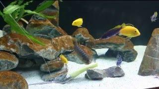 Бурый налетдиатомовые и проблема молодого аквариума