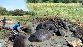 Elephant family had a hard time being stuck in a swamp  Kind people were there to rescue