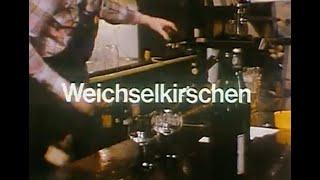 Weichselkirschen 1980