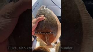 Day in the Life of a Commercial FLOUNDER Fisherman #shorts #fishing
