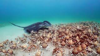 Army of Crabs Protect Spy Robot From Stingray  Spy In The Ocean  BBC Earth