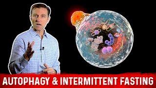 Autophagy & Intermittent Fasting – Activate Garbage Recycling & Cell Regeneration – Dr. Berg