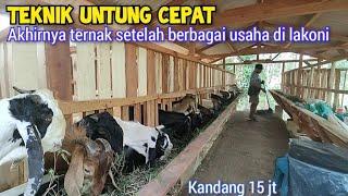 Pilihanya Jatuh Ke Ternak Kambing Setelah Berbagai Usaha Di Lakoninya