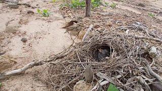 #Ep2African pipit birds Raise her baby in the nest  Review Bird Nest 