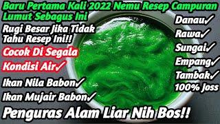 Baru Kali Ini Nemu Resep Campuran Lumut Sebagus Ini Gacur Edan Nih BosDi Jamin Keranjang Klian Penh