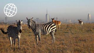 Nairobi National Park Kenya  Amazing Places 4K