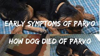 Early symptoms of PARVO  Tips to save your dog and HOW MY DOG DIED OF PARVO