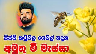 හැම මීමැස්සම වද බඳිනවද.. බලන්නකෝ  Amazing bees  Suranga Karunanayaka