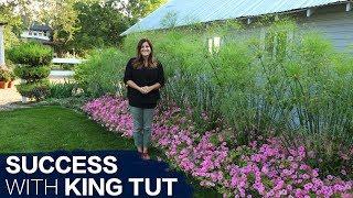 How to Have Success With King Tut Grass  Garden Answer