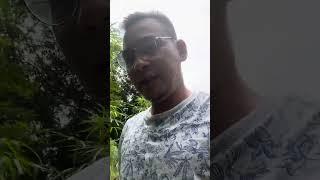 KE KEBUN GUY KAYU TERMAHAL DI DUNIA HANYA ADA DI BORNEO BELIAN