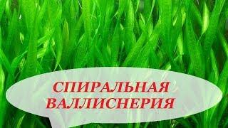 Валлиснерия спиральная уход размножение болезни почему не растёт. Аквариумные растения.