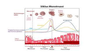Video Siklus Menstruasi 1
