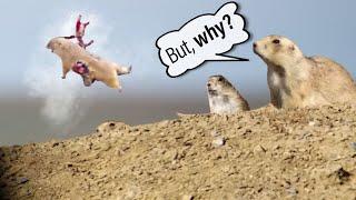 Prairie Dog Hunting Armageddon 4 Why we shoot prairie dogs