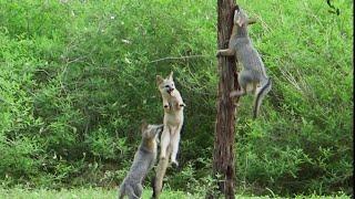 Flying foxes  Did you know that gray foxes can climb trees?