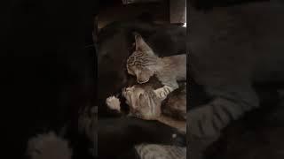 Anak kucing lucu dan imut #videoshorts #cats  #catlover