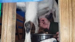 How to milk a dairy goat by hand