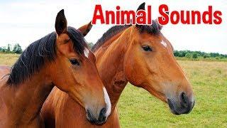 Animal Sounds for Children 20 Amazing Animals