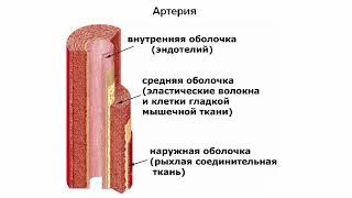 Сосуды артерии вены капилляры