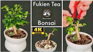 Fukien Tea Bonsai - from box store to bonsai