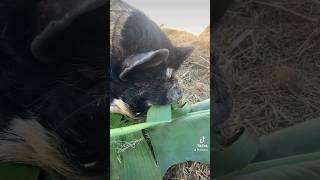 Just a  #pig #enjoying #banana #leaves #kunekune #farmlife #greenhouse  #homestead #permaculture.