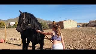 Pushy Friesian Horse Demands Hugs