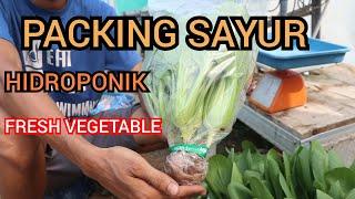 CARA PACKING SAYUR HIDROPONIK FRESH VEGETABLE