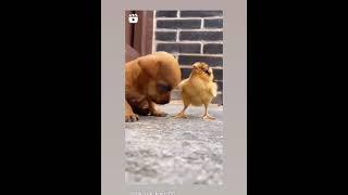 smalldoghen loveshortstatus video