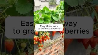 Easy Great way to grow Strawberries.#shorts #shortsvideo #yourbackyard #youtubeshorts #viralvideo